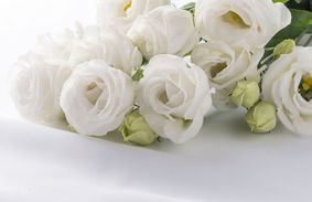 Rosas blancas